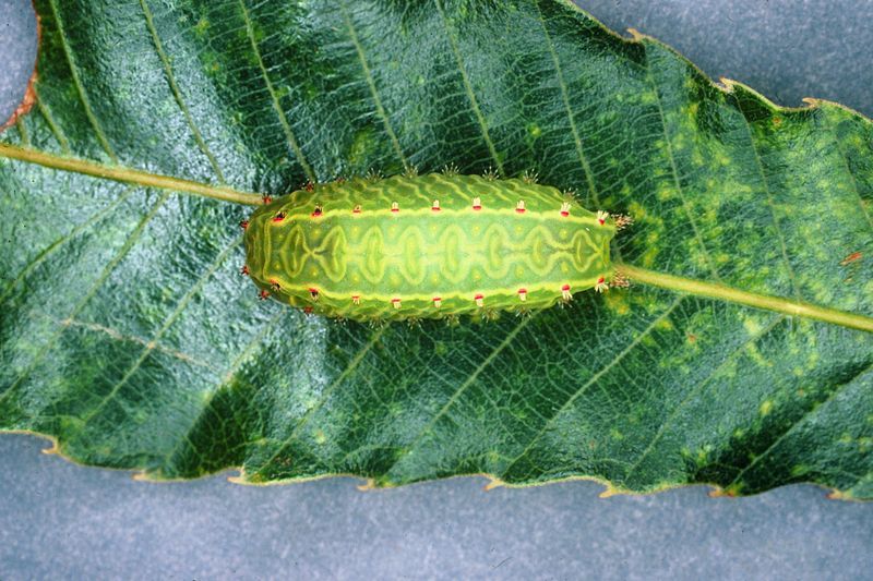 File:Natada nasoni larva.jpg