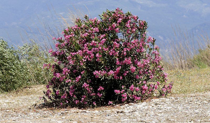 File:Nerium oleander 08.jpg