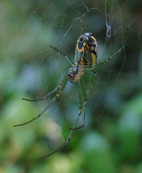 File:Orchard Spider.jpg