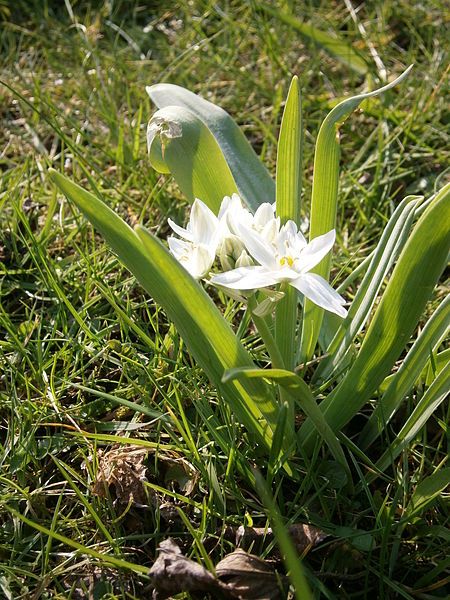 File:Ornithogalum balansae 003.JPG