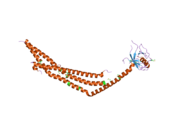 2elb: Crystal Structure of the BAR-PH domain of human APPL1