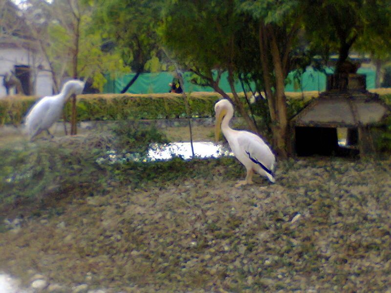 File:Pelican isb.jpg