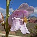 Penstemon palmeri