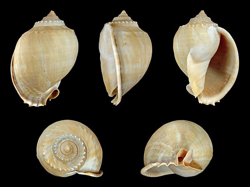 File:Phalium glaucum 01.JPG