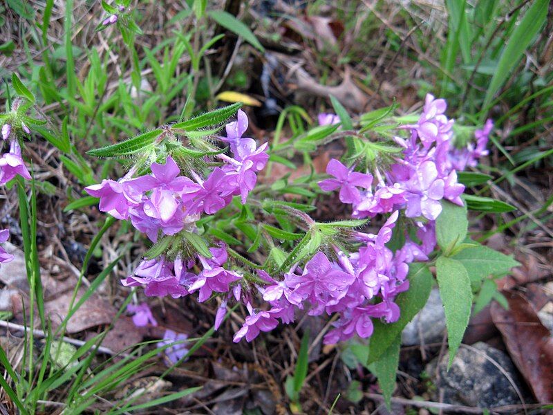 File:Phlox amoena.jpg