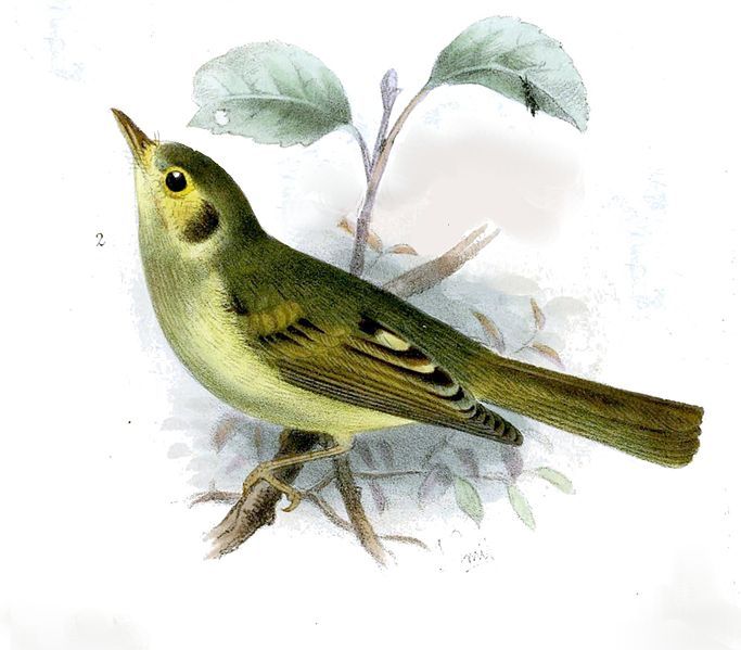 File:Phylloscartes oustaleti Smit.jpg