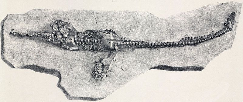 File:Plesiosaurus dolichodeirus.jpg