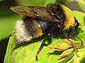 Pocota personata a Bumblebee mimic.