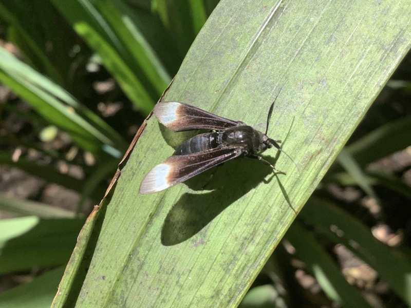 File:Pompiliodes sp.png