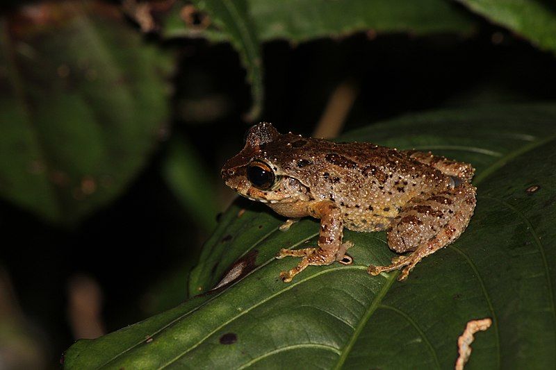 File:Pseudophilautus microtympanum.JPG