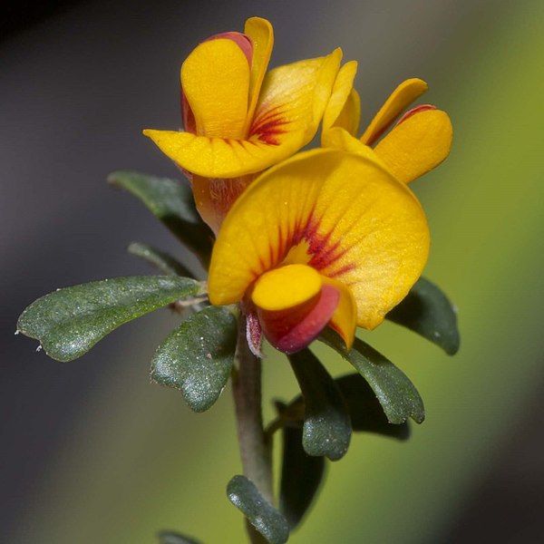 File:Pultenaea retusa.jpg