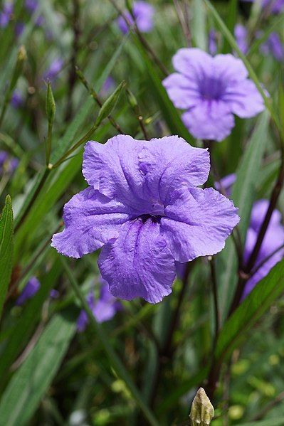 File:Ruellia simplex 02.JPG