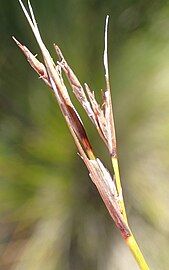 Flowering head