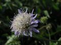 Scabiosa or Knautia?