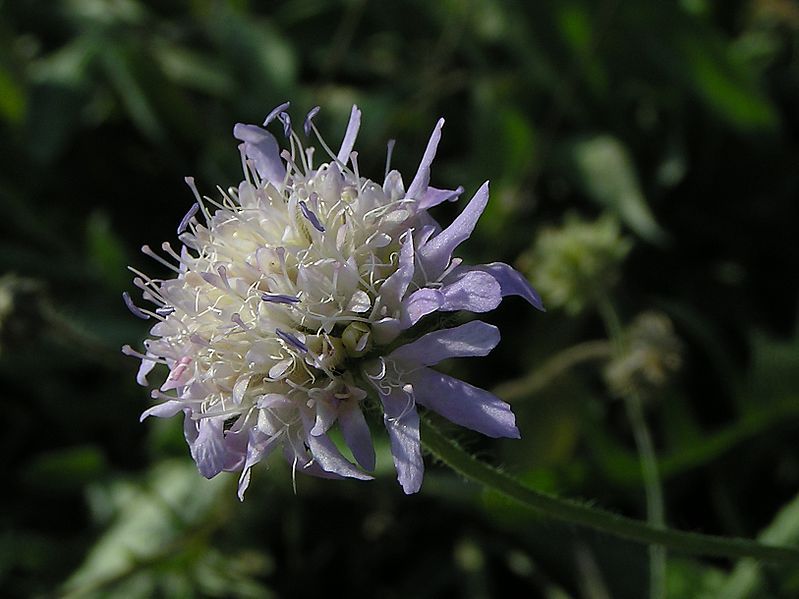 File:Scabiosa columbaria02.jpg