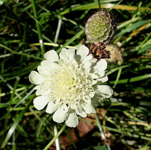 File:Scabiosa ochroleuca.JPG