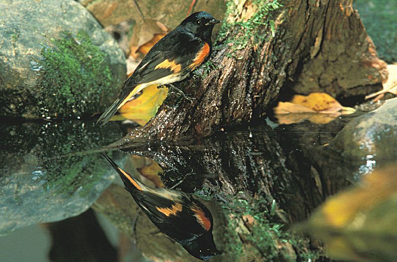 File:Setophaga ruticilla.jpg