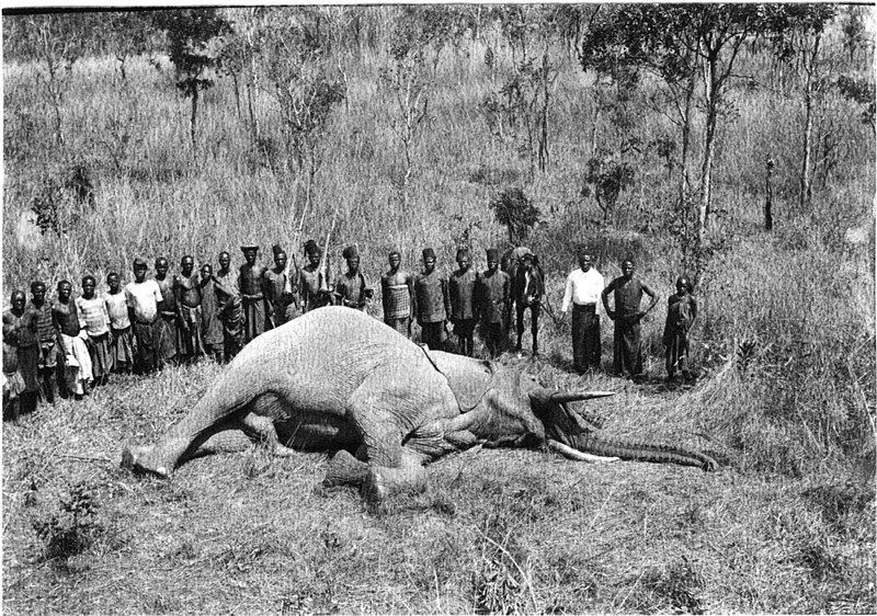 File:Shot elephant.jpg