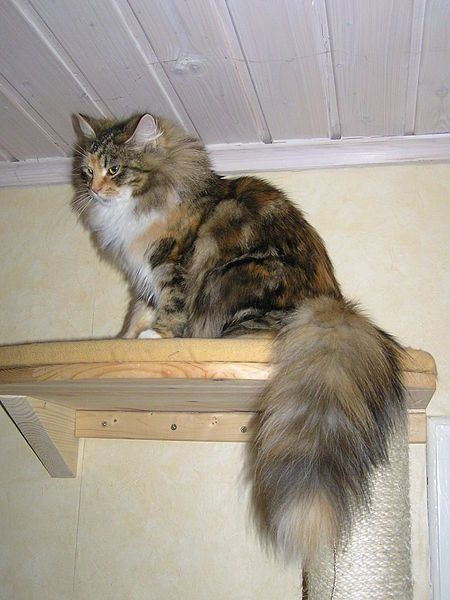 File:Siberian cat tail.JPG