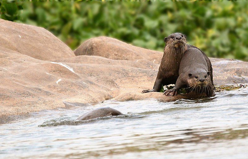 File:Smooth-coated otter1.jpg