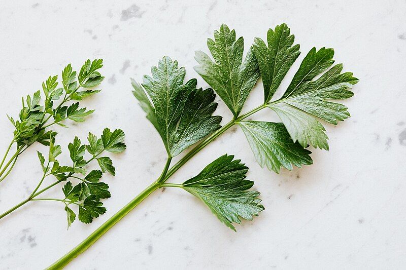 File:Sprigs of Parsley.jpg