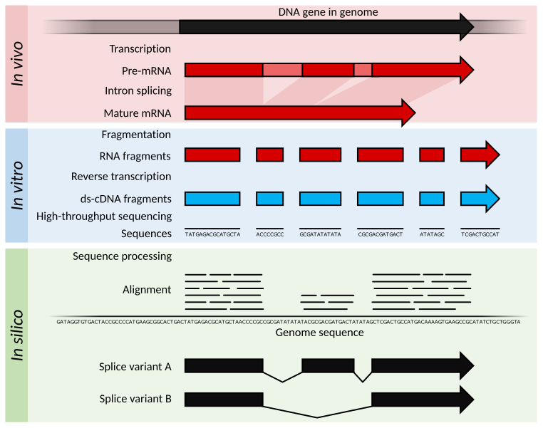 File:Summary of RNA-Seq.svg