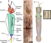 Syllipsimopodi was the earliest known vampyropod cephalopod, originating from Carboniferous rocks of Montana.