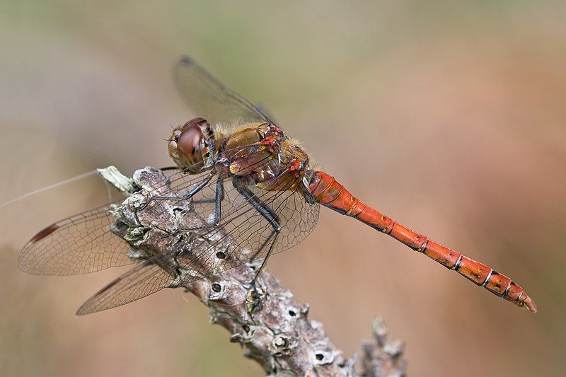 File:Sympetrum striolatum 3(loz).jpg