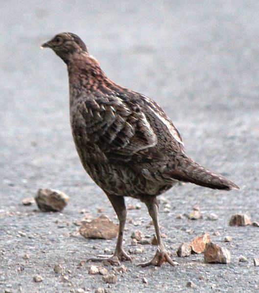 File:Syrmaticus soemmerringii (female).JPG