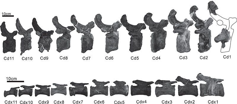 File:Tambatitanis amicitiae.jpg