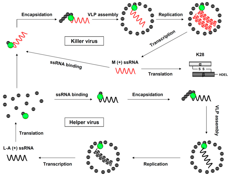 File:Toxins-09-00333-g002.png