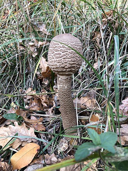 File:Unopened parasol mushroom.jpg