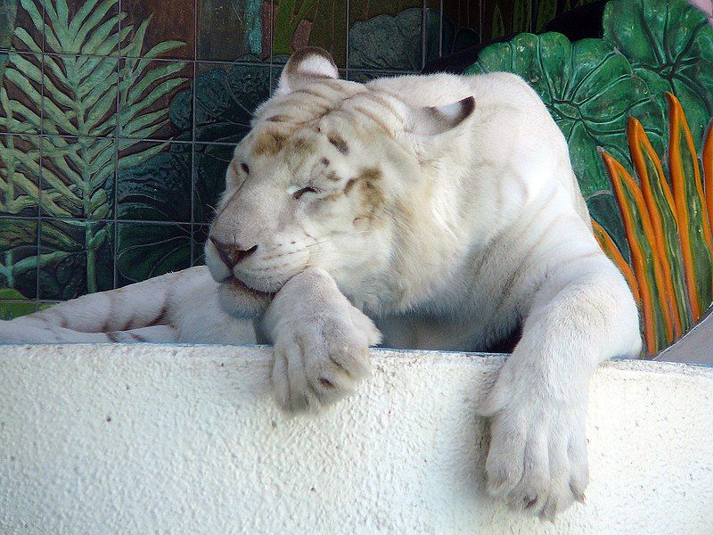 File:Whitetigermirage.jpg