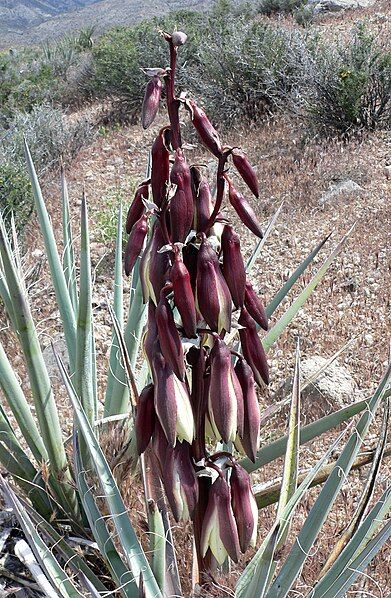 File:Yucca baccata 1.jpg