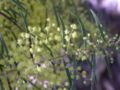 A. fimbriata foliage and flowers