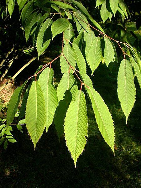 File:Acer carpinifolium.jpg