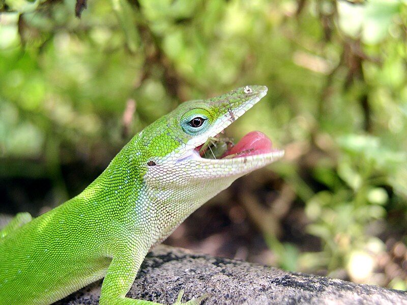 File:Anole-eating.jpg