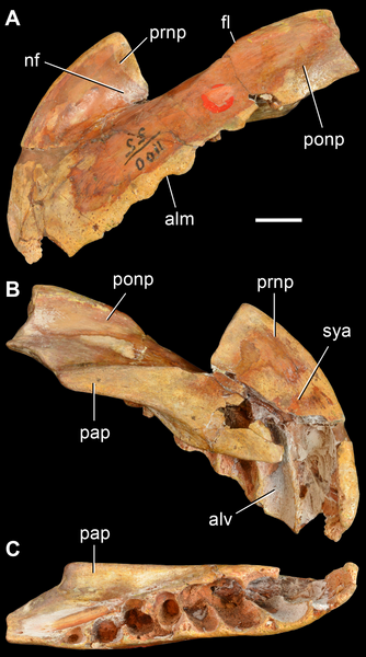 File:Archosaurus rossicus.png