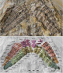 Jaws of Asteracanthus, showing the arrangement of the teeth in jaws. The teeth were designed for grasping