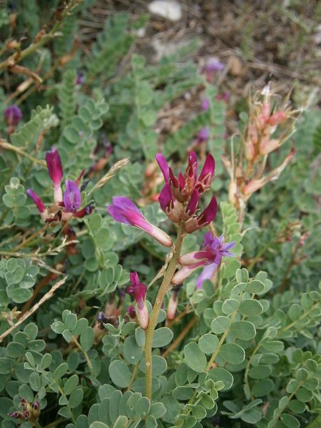 File:Astragalus monspessulanus 001.JPG