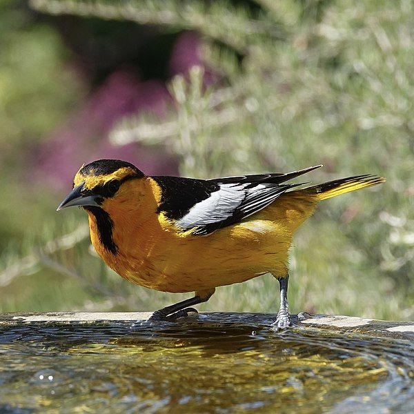 File:Backyard Bird (49814694787).jpg