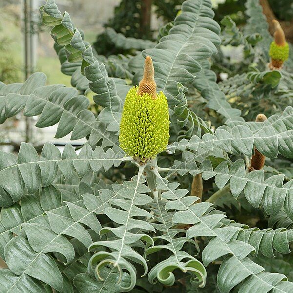 File:Banksia grandis-IMG 9317.JPG