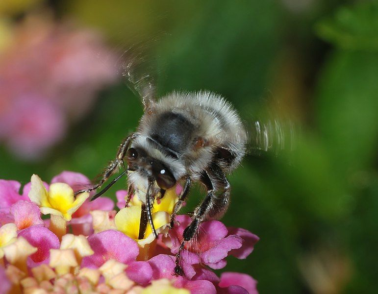 File:Bee March 2008-11.jpg