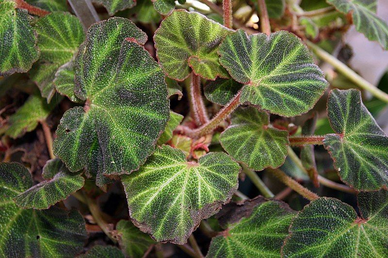 File:Begonia soli-mutata 2zz.jpg