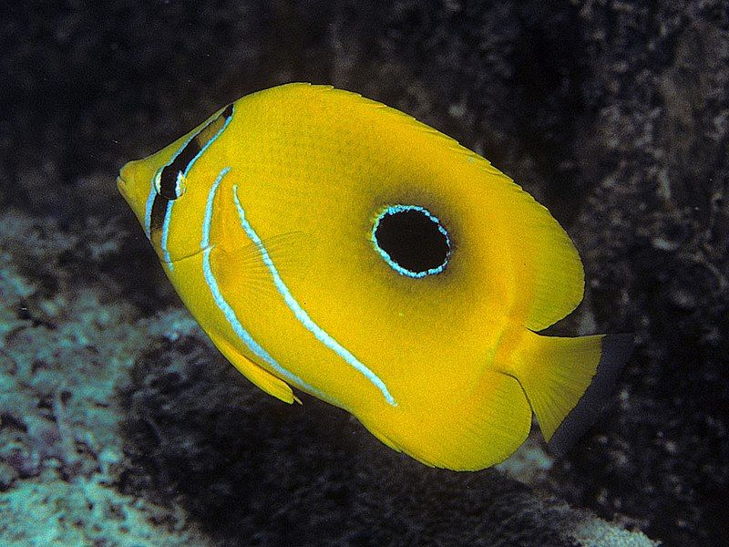 File:Bep chaetodon bennetti.jpg