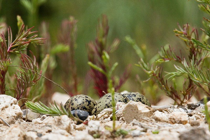 File:Black-necked Stilt Eggs1.jpg