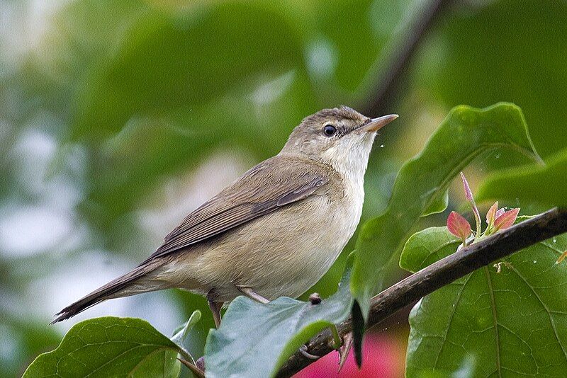 File:Blyth's Reed Warbler.jpg