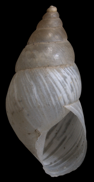 File:Bostryx fragilis shell.png