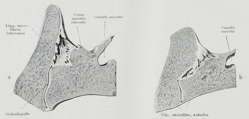 File:Braus 1921 232.png