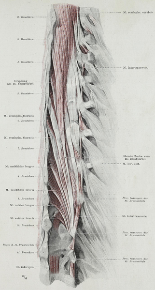 File:Braus 1921 53.png